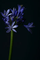 Agapanthus